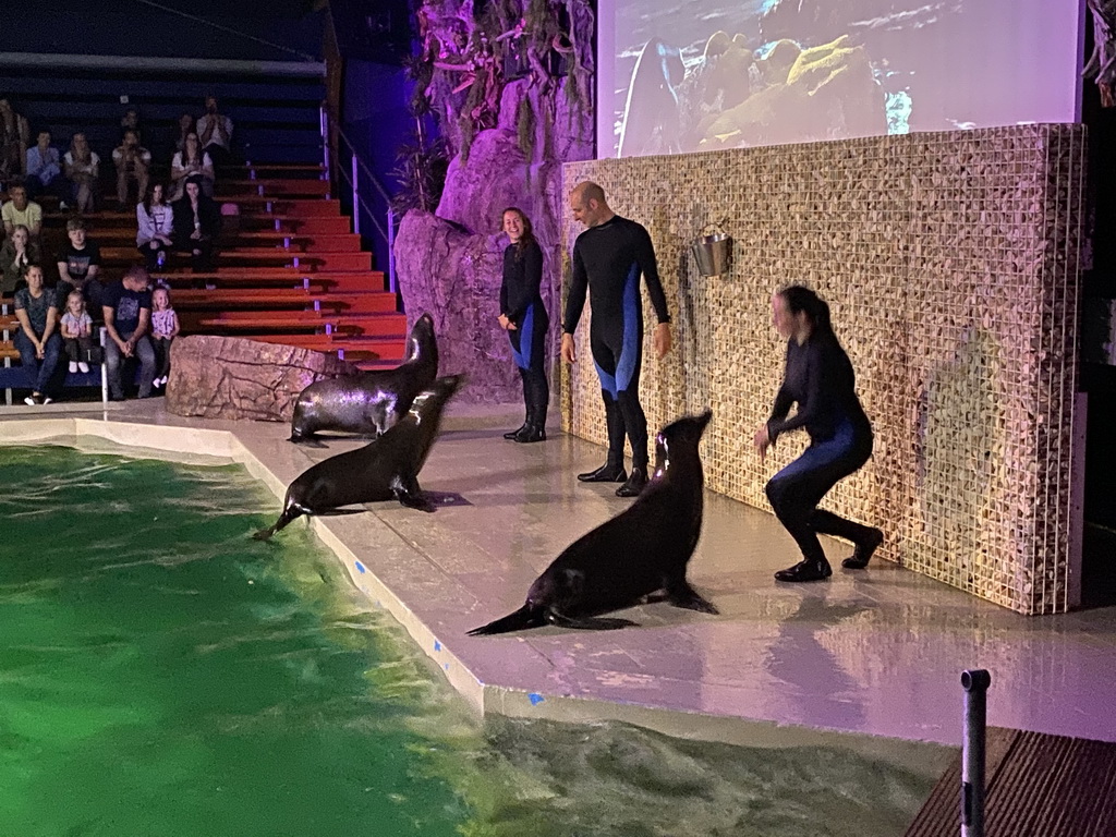 Zookeepers and California Sea Lions at the Blue Lagoon Theatre at the Ouwehands Dierenpark zoo, during the Sea Lion show