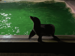 California Sea Lion at the Blue Lagoon Theatre at the Ouwehands Dierenpark zoo, during the Sea Lion show