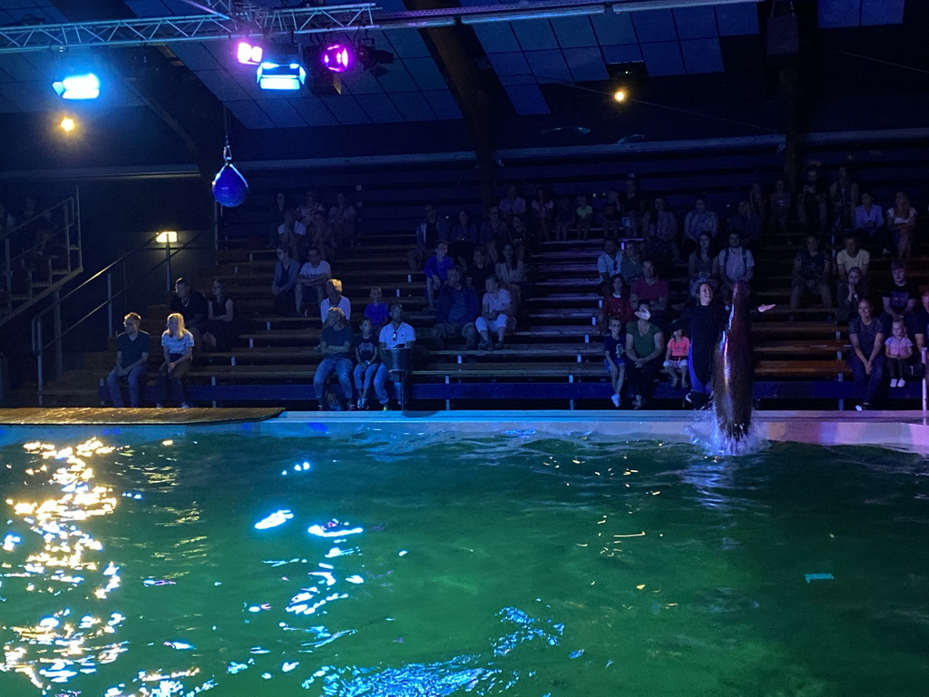 Zookeeper and a California Sea Lion jumping from the water at the Blue Lagoon Theatre at the Ouwehands Dierenpark zoo, during the Sea Lion show