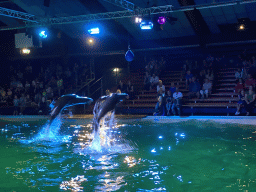 Zookeeper and California Sea Lions jumping from the water at the Blue Lagoon Theatre at the Ouwehands Dierenpark zoo, during the Sea Lion show