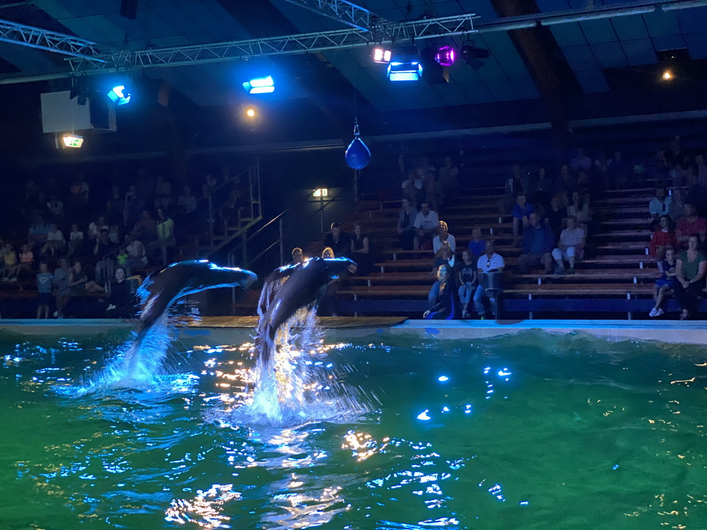 Zookeeper and California Sea Lions jumping from the water at the Blue Lagoon Theatre at the Ouwehands Dierenpark zoo, during the Sea Lion show