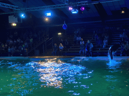 Zookeeper and California Sea Lions jumping from the water at the Blue Lagoon Theatre at the Ouwehands Dierenpark zoo, during the Sea Lion show