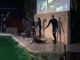 Zookeepers and California Sea Lions at the Blue Lagoon Theatre at the Ouwehands Dierenpark zoo, during the Sea Lion show