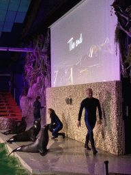 Zookeepers and California Sea Lions at the Blue Lagoon Theatre at the Ouwehands Dierenpark zoo, during the Sea Lion show