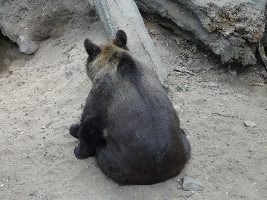 Brown Bear at the Berenbos Expedition at the Ouwehands Dierenpark zoo