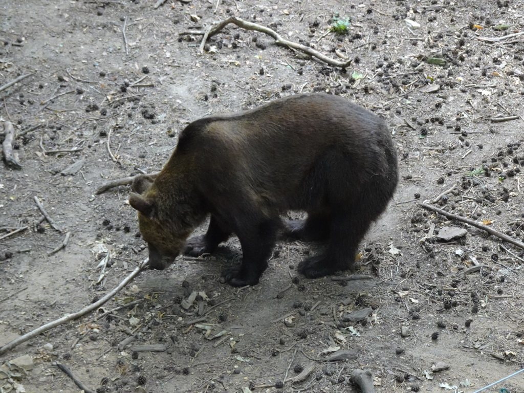 Brown Bear at the Berenbos Expedition at the Ouwehands Dierenpark zoo