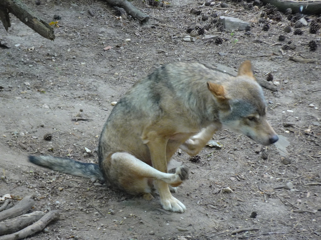 Wolf at the Berenbos Expedition at the Ouwehands Dierenpark zoo