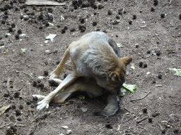 Wolf at the Berenbos Expedition at the Ouwehands Dierenpark zoo