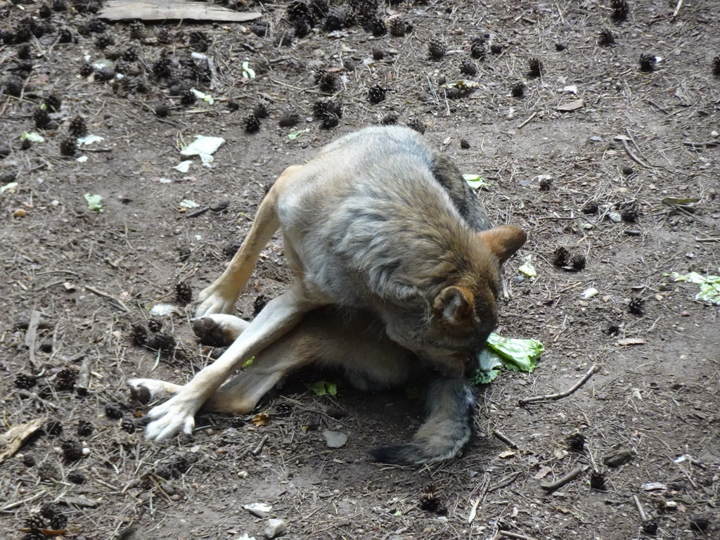 Wolf at the Berenbos Expedition at the Ouwehands Dierenpark zoo