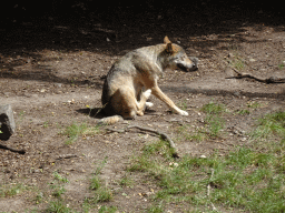 Wolf at the Berenbos Expedition at the Ouwehands Dierenpark zoo