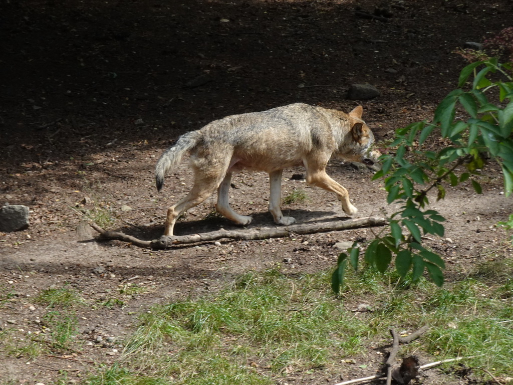 Wolf at the Berenbos Expedition at the Ouwehands Dierenpark zoo