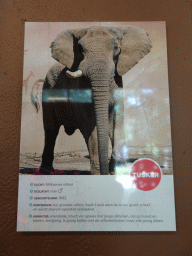 Information on the African Elephant `Tusker` at the Ouwehands Dierenpark zoo