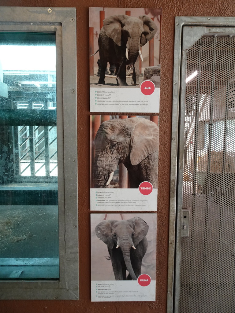 Information on the African Elephants `Aja`, `Tembo` and `Duna` at the Ouwehands Dierenpark zoo