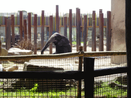 African Elephants at the Ouwehands Dierenpark zoo