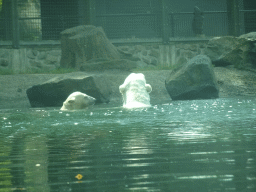Polar Bears at the Ouwehands Dierenpark zoo