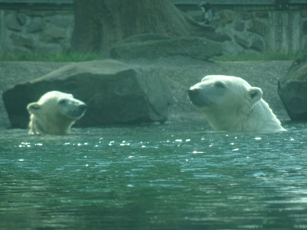 Polar Bears at the Ouwehands Dierenpark zoo