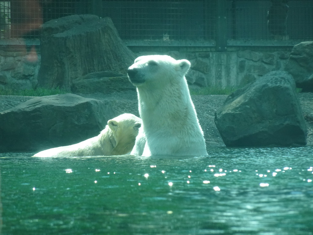 Polar Bears at the Ouwehands Dierenpark zoo