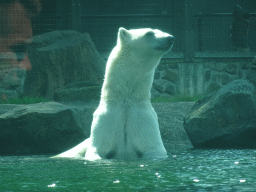 Polar Bear at the Ouwehands Dierenpark zoo