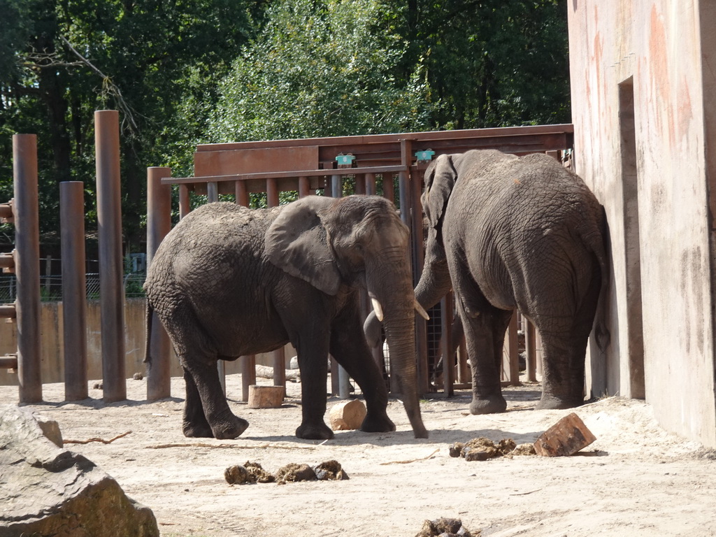 African Elephant at the Ouwehands Dierenpark zoo