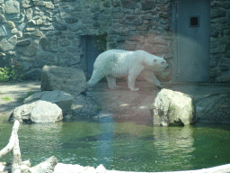 Polar Bear at the Ouwehands Dierenpark zoo