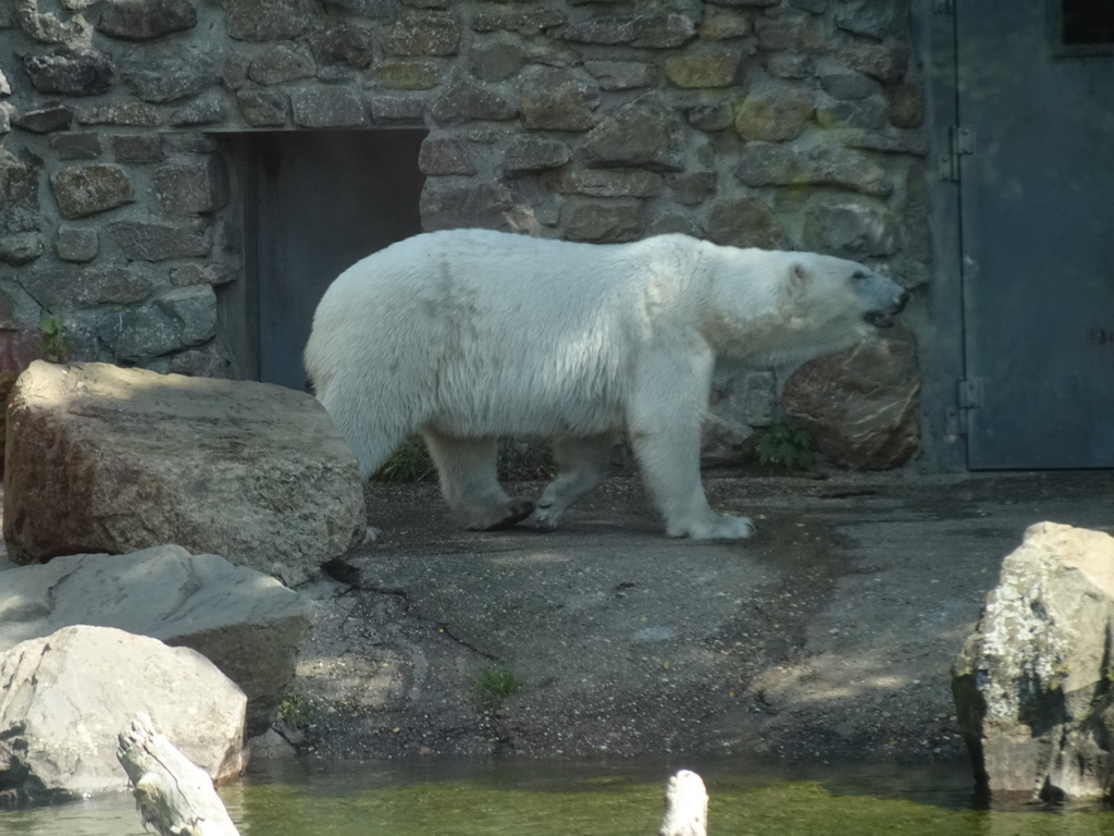 Polar Bear at the Ouwehands Dierenpark zoo