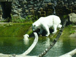 Polar Bears at the Ouwehands Dierenpark zoo