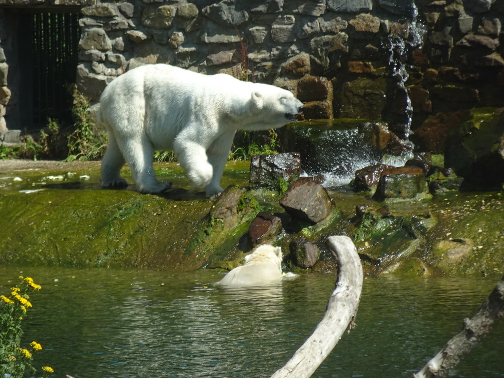 Polar Bears at the Ouwehands Dierenpark zoo