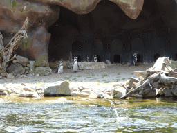 Humboldt Penguins at the Ouwehands Dierenpark zoo