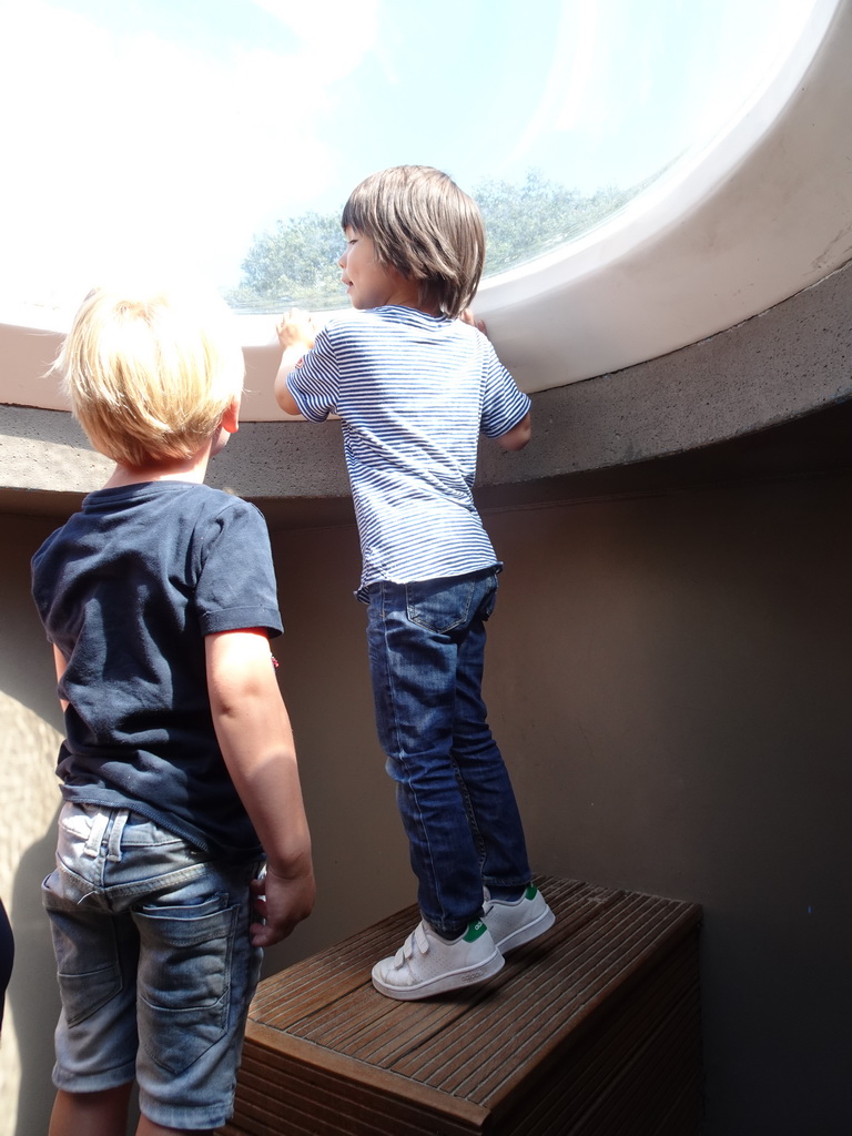 Max at the glass dome at the Humboldt Penguin enclosure at the Ouwehands Dierenpark zoo