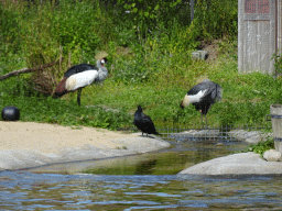 Black Crowned Cranes and Southern Ground Hornbill at the Wad at the Ouwehands Dierenpark zoo