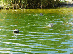 Harbor Seals at the Wad at the Ouwehands Dierenpark zoo