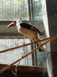 Bird at the RavotAapia building at the Ouwehands Dierenpark zoo