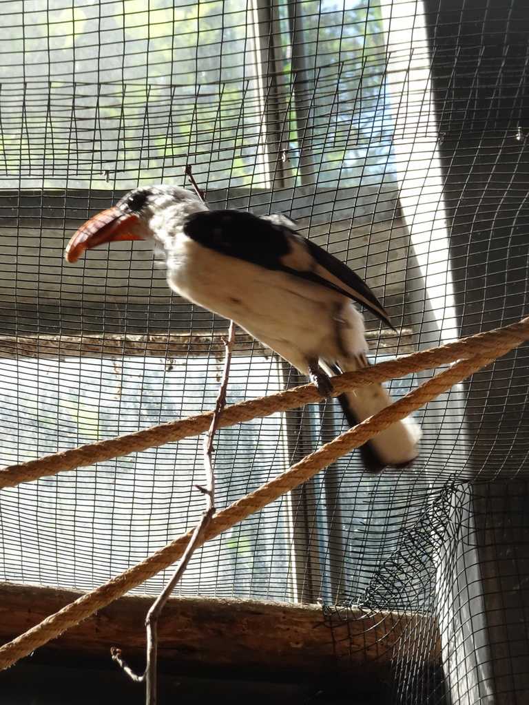 Bird at the RavotAapia building at the Ouwehands Dierenpark zoo