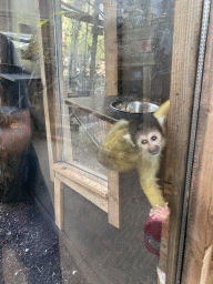 Squirrel Monkey at the RavotAapia building at the Ouwehands Dierenpark zoo