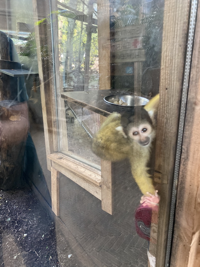 Squirrel Monkey at the RavotAapia building at the Ouwehands Dierenpark zoo