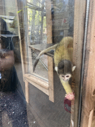 Squirrel Monkey at the RavotAapia building at the Ouwehands Dierenpark zoo