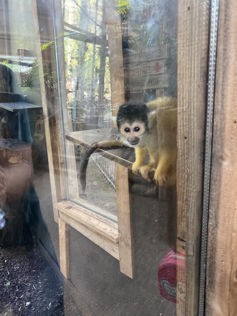 Squirrel Monkey at the RavotAapia building at the Ouwehands Dierenpark zoo