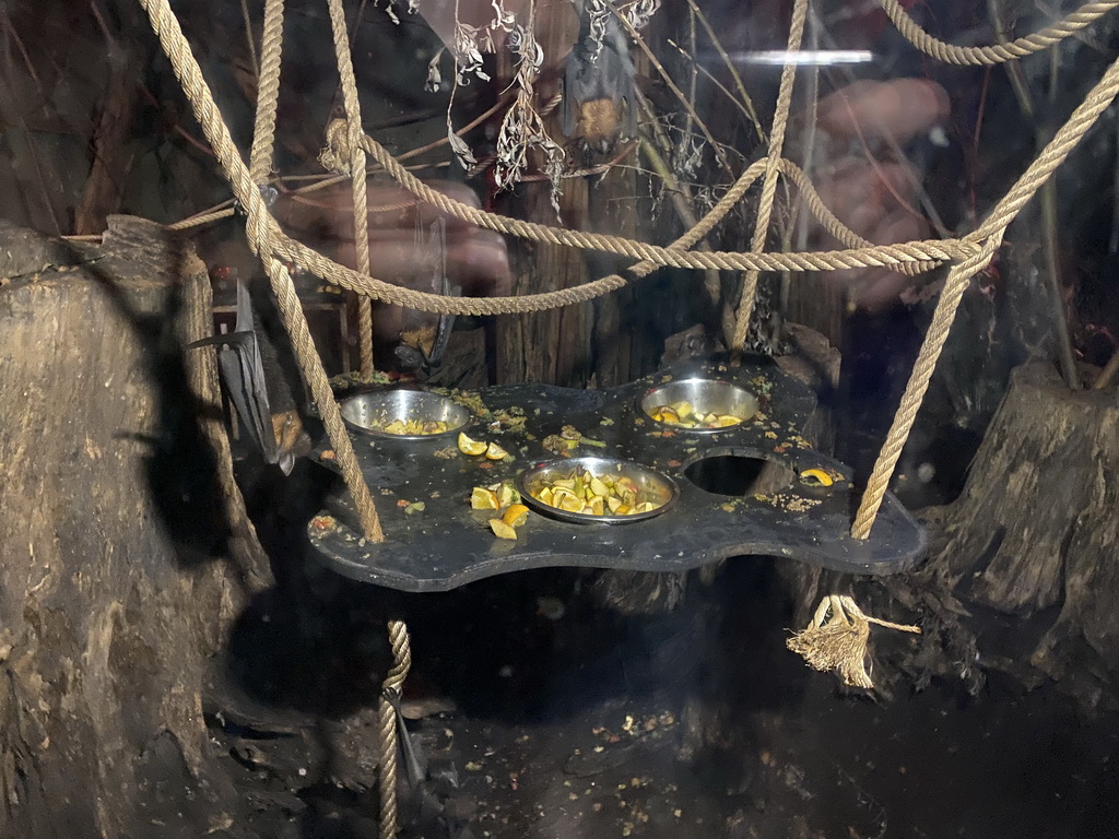 Bats at the Creepy Cavern at the RavotAapia building at the Ouwehands Dierenpark zoo