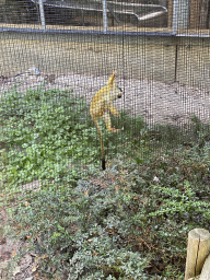 Squirrel Monkey at the Ouwehands Dierenpark zoo