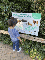 Max doing an antler puzzle at the Ouwehands Dierenpark zoo