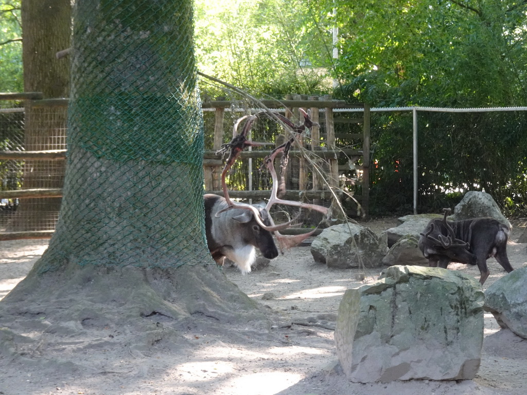 Reindeer at the Ouwehands Dierenpark zoo