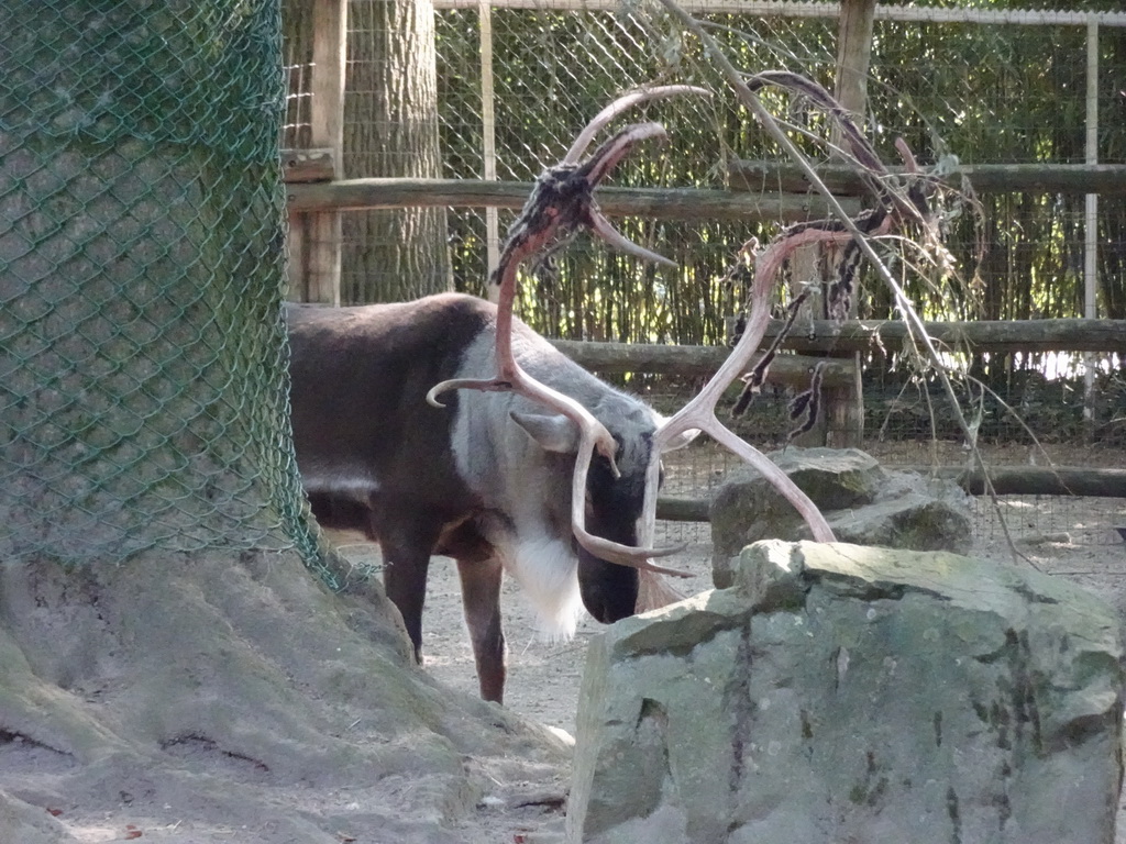 Reindeer at the Ouwehands Dierenpark zoo