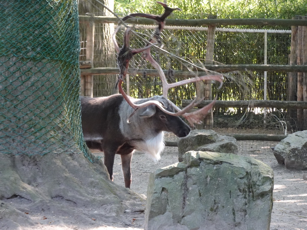 Reindeer at the Ouwehands Dierenpark zoo