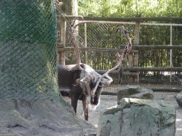 Reindeer at the Ouwehands Dierenpark zoo