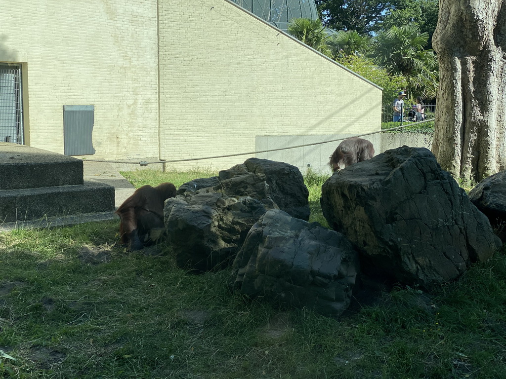 Orangutans at the Ouwehands Dierenpark zoo