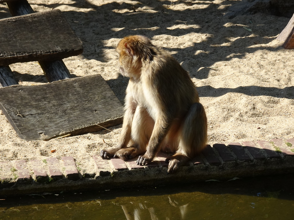 Barbary Macaque at the Ouwehands Dierenpark zoo