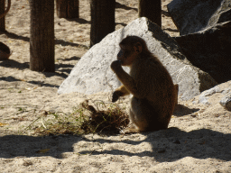 Barbary Macaque at the Ouwehands Dierenpark zoo