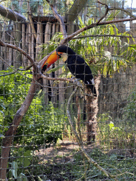 Toucan at the Ouwehands Dierenpark zoo
