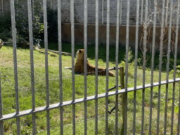 Siberian Tiger at the Tijgerbos at the Ouwehands Dierenpark zoo