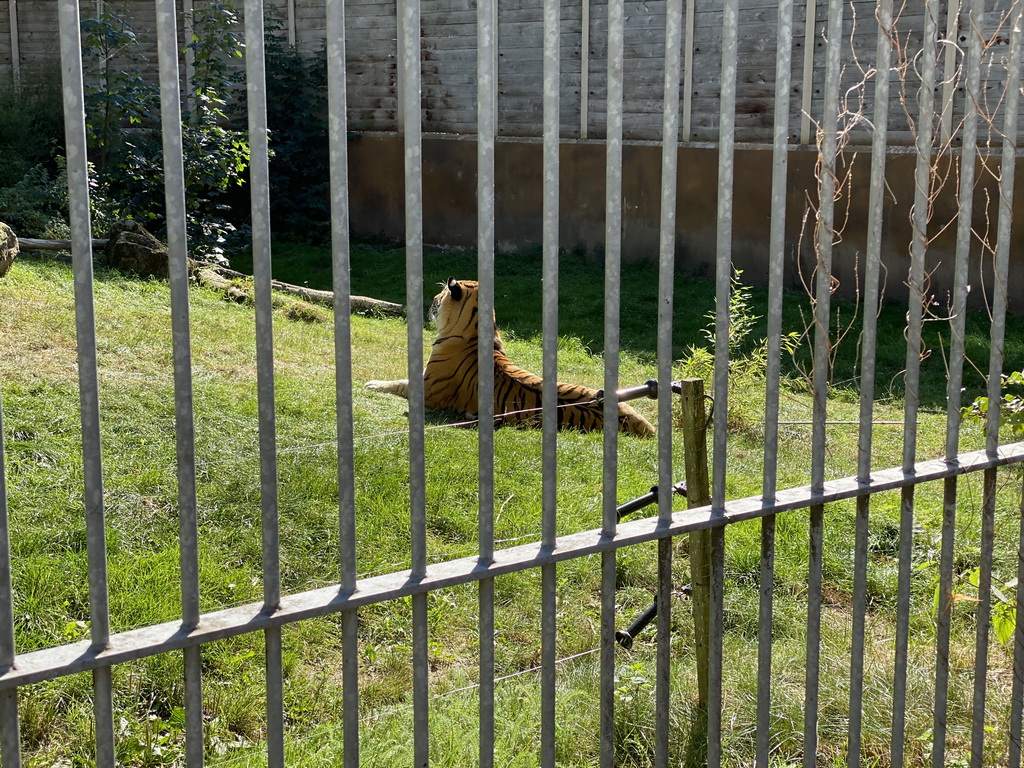 Siberian Tiger at the Tijgerbos at the Ouwehands Dierenpark zoo